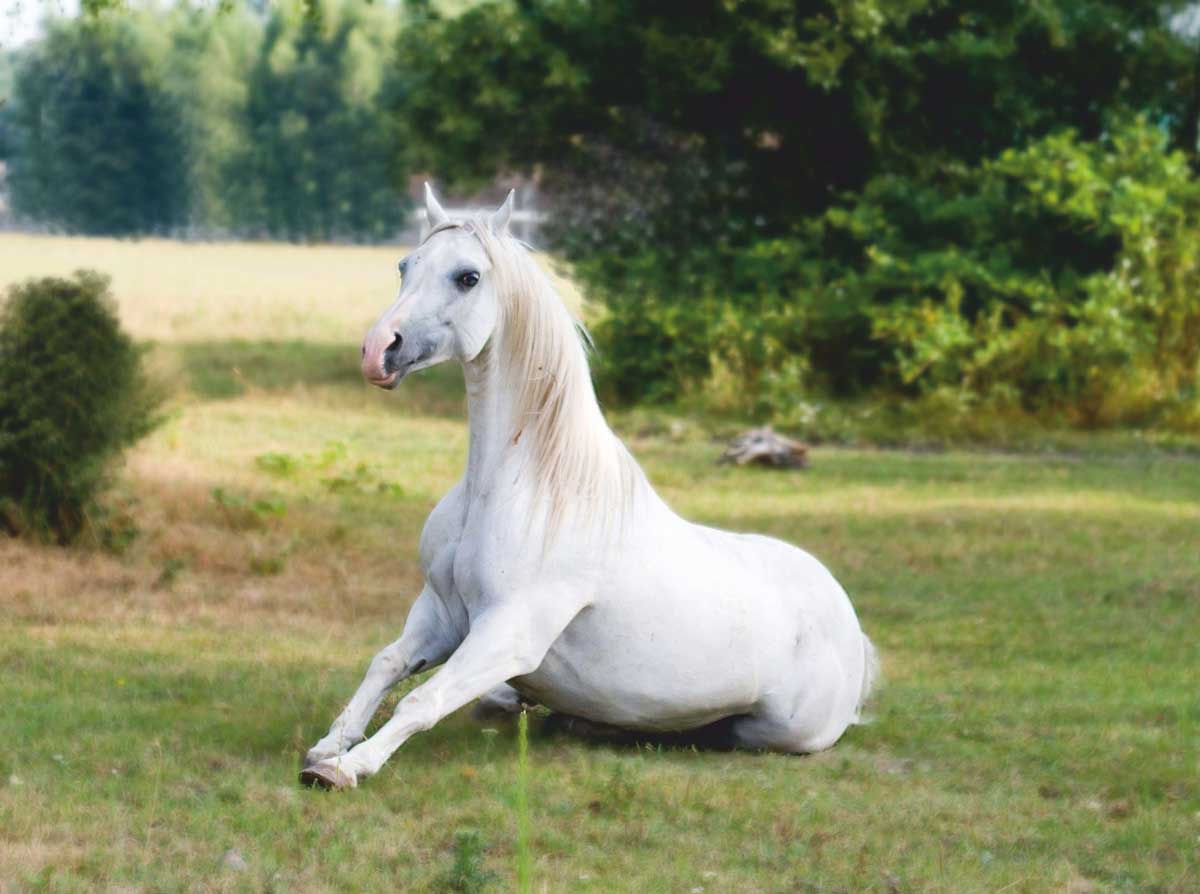 Knielend paard