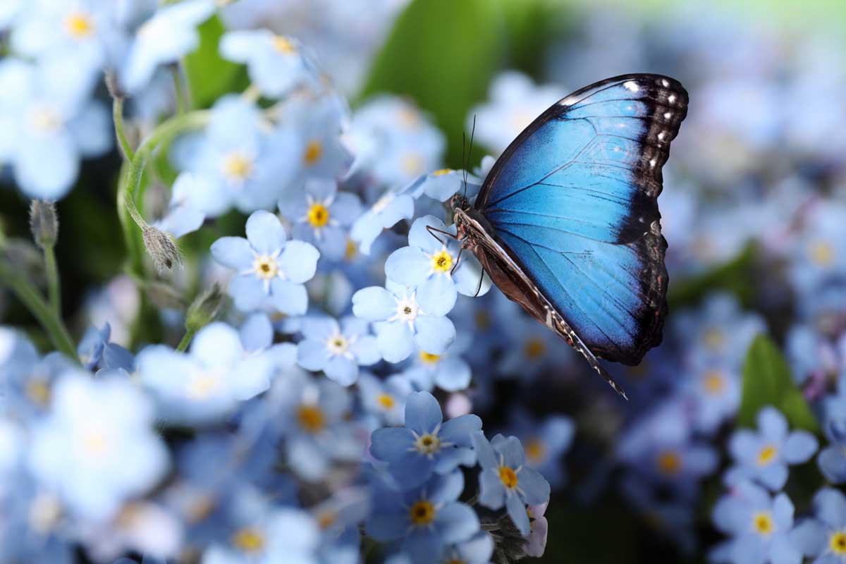 Uitvaartverzekeringen Blauwe vlinder in de kerk