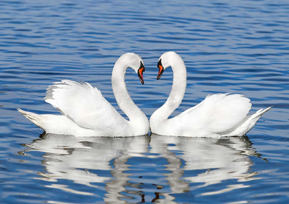 Uitvaart 't Gooi Zwanengroet eeuwige liefde